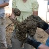 Month-long Cob Building Workshop in Morelos, Mexico
