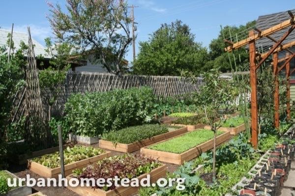 urban-homestead-family-in-la-tiny-organic-farm-002