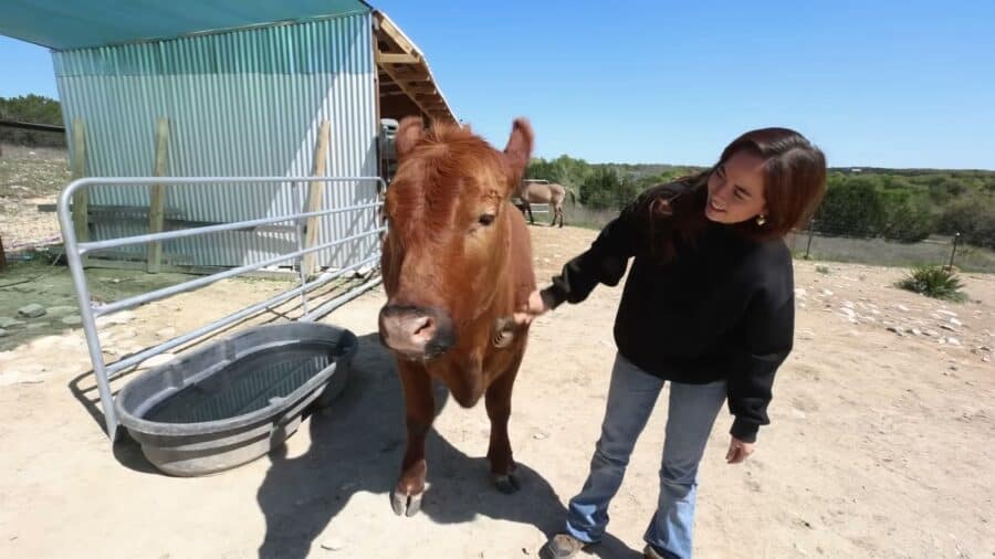 Maya Higa with Winnie, a red Angus cow, in the pasture at Alveus Sanctuary