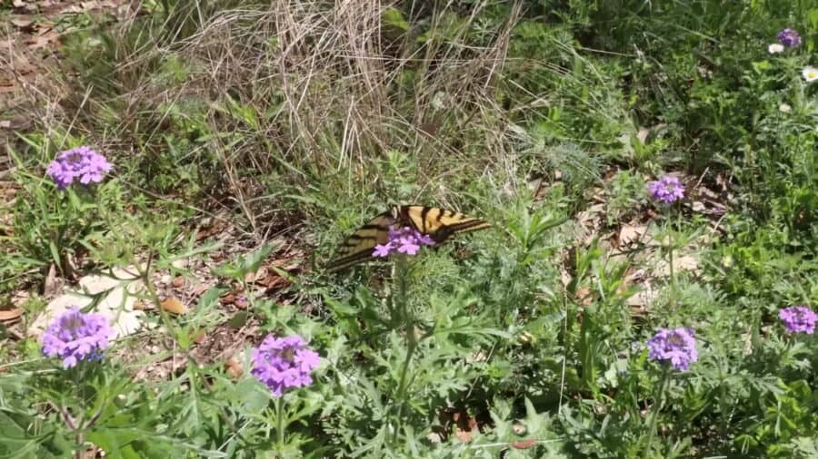 Swallowtail butterfly on purple verbena in the native pollinator garden outside the tiny house