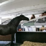 Sleep in a Stable (With Horses!)