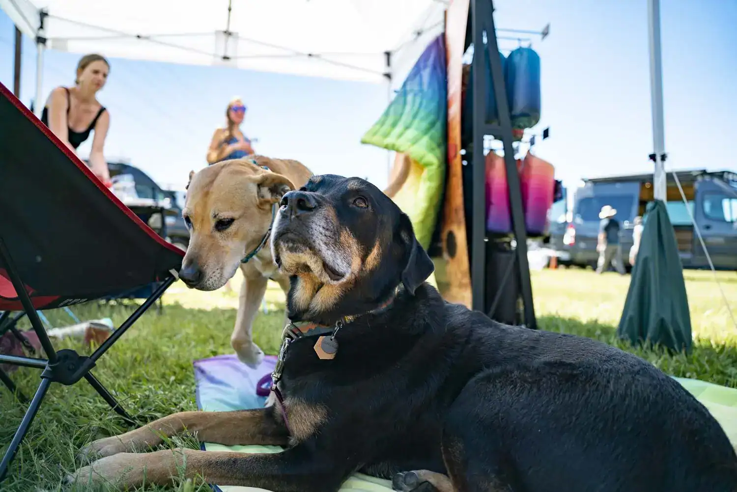 Two dogs resting on a mat under a shade canopy at an outdoor van expo