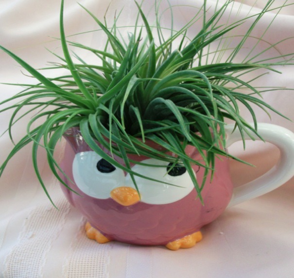 Air-Plants-for-Tiny-Houses-by-Linda-Branch-003