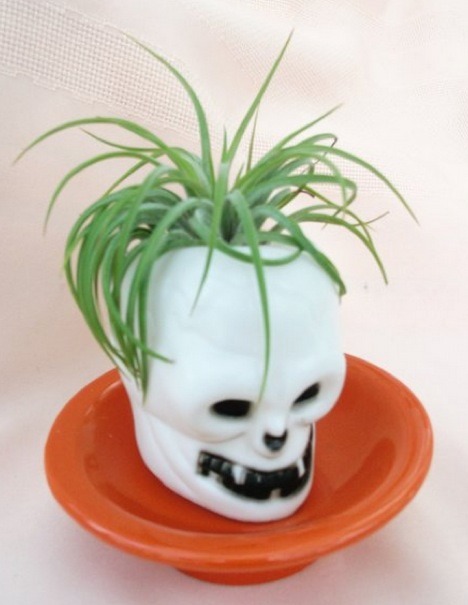 Air-Plants-for-Tiny-Houses-by-Linda-Branch-005