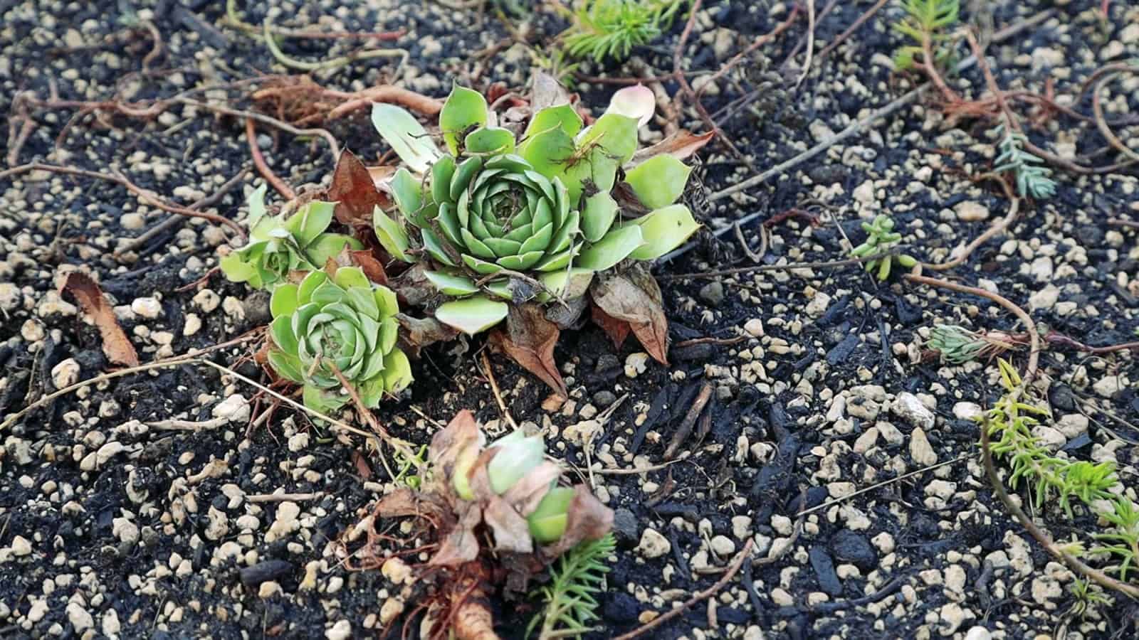 Close-up of sedums and succulents growing in the pumice and biochar soil of the living roof