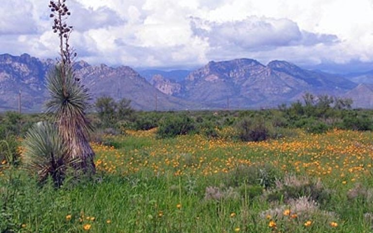 Caballos de las Estrellas in Rodeo, NM