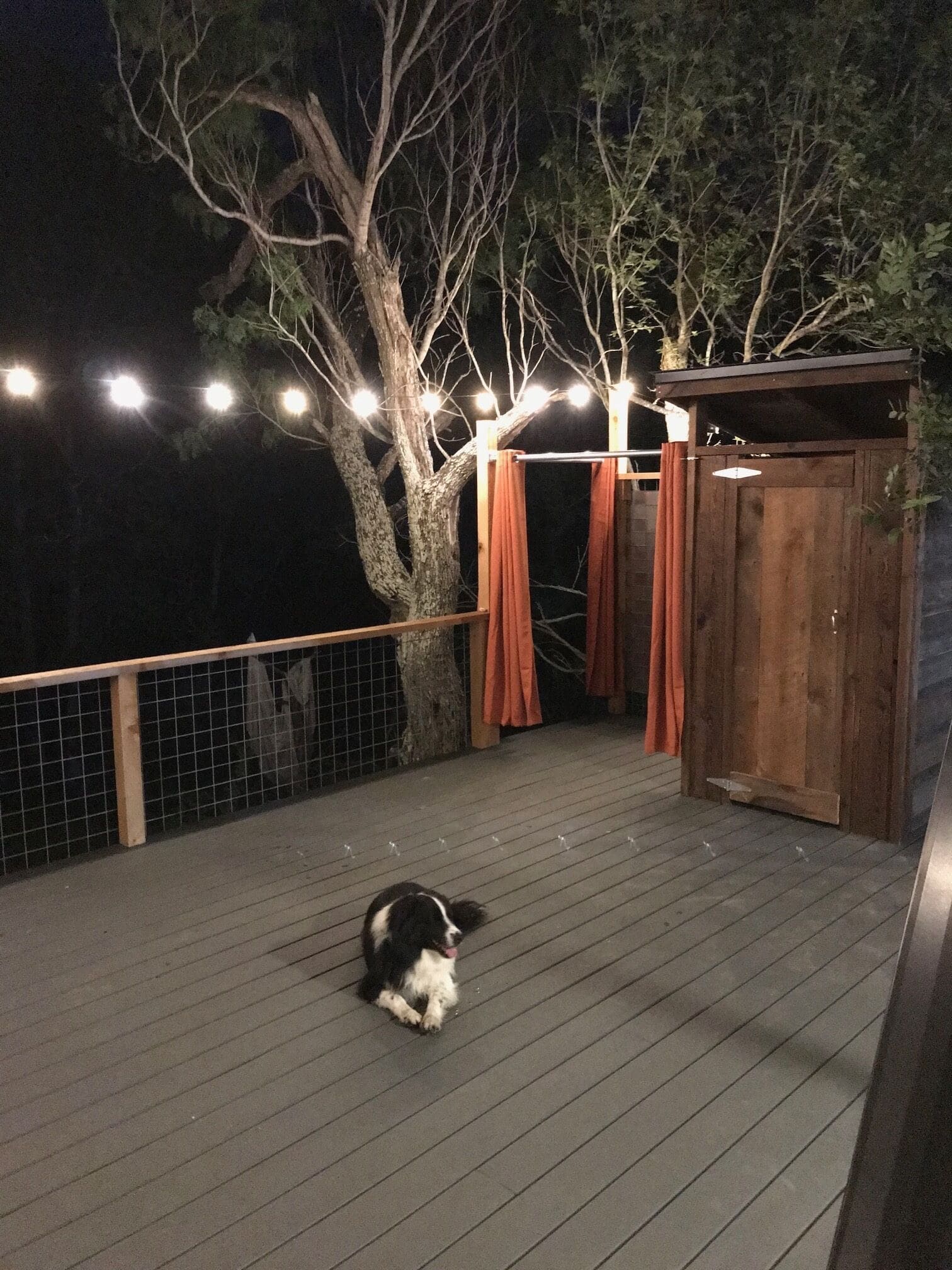 Border collie on the string-lit deck at night at Spencer Ranch cabin