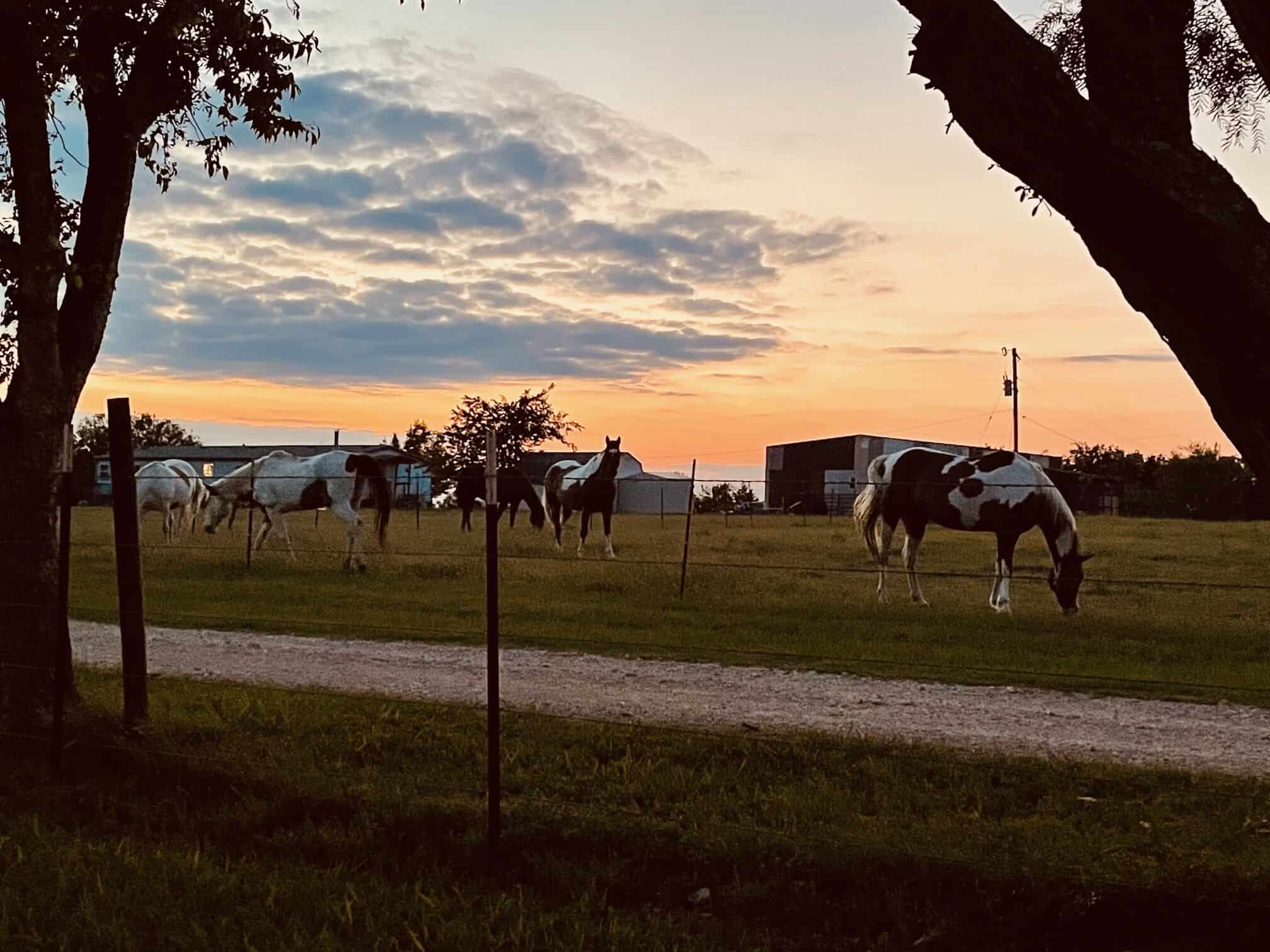 Horses grazing at sunset on Spencer Ranch in the Texas countryside near Lockhart