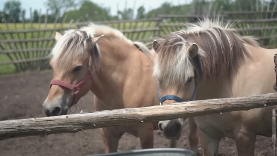 The family's horses at the paddock fence on the homestead