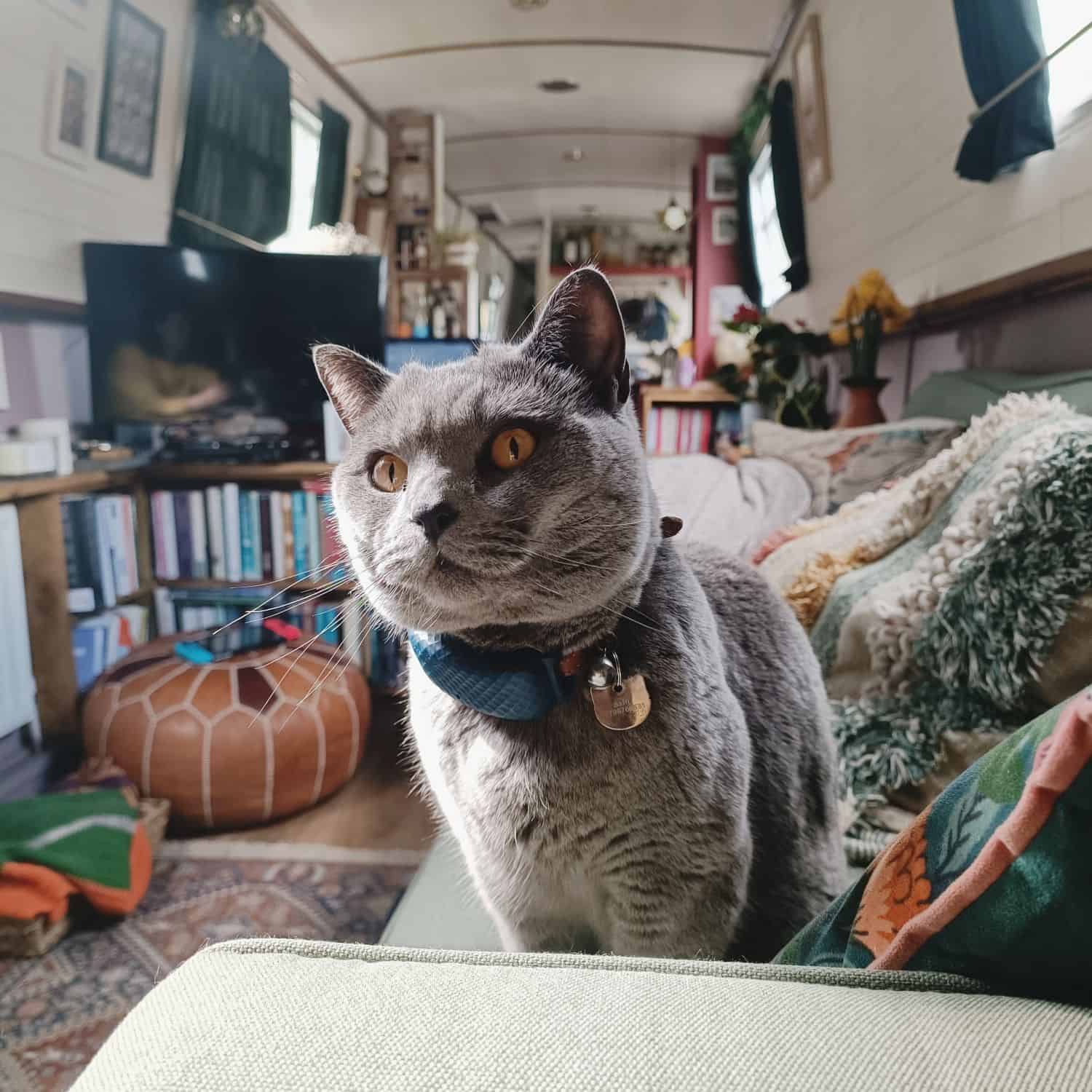 Tiny House Living with a Cat