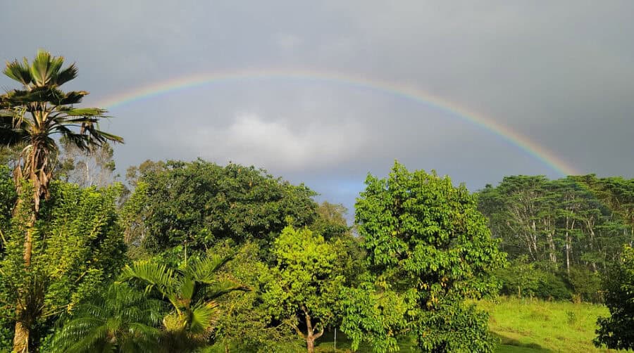 Scenic view of lush trees and a rainbow over tiny house parking area.
