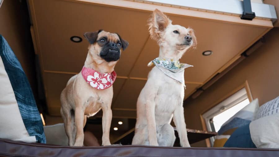 Two small dogs standing on a tiny house interior, showcasing compact living.