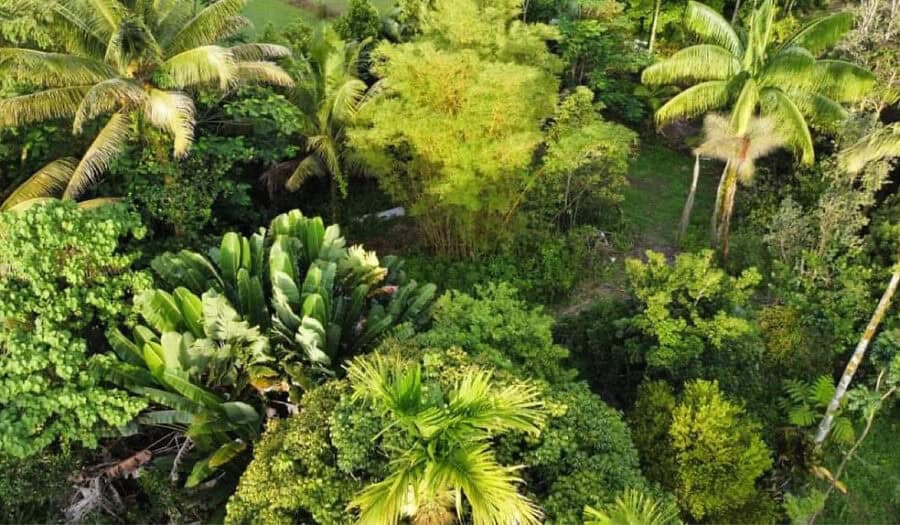 Aerial view of a tiny house parking spot surrounded by dense tropical greenery and tall palm trees.