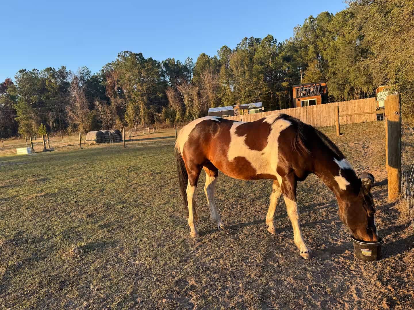 A paint horse grazing in the pasture beyond the Mantra glamping cabins at golden hour
