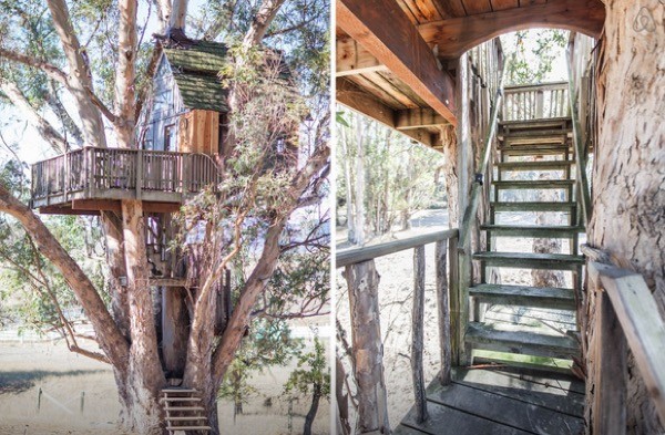 Multi-Level Treehouse in 110 ft. Eucalyptus Tree-003