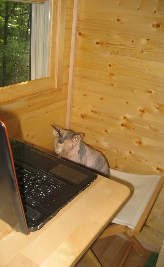 Piglet Working from Home