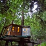 Redwood Treehouse 001