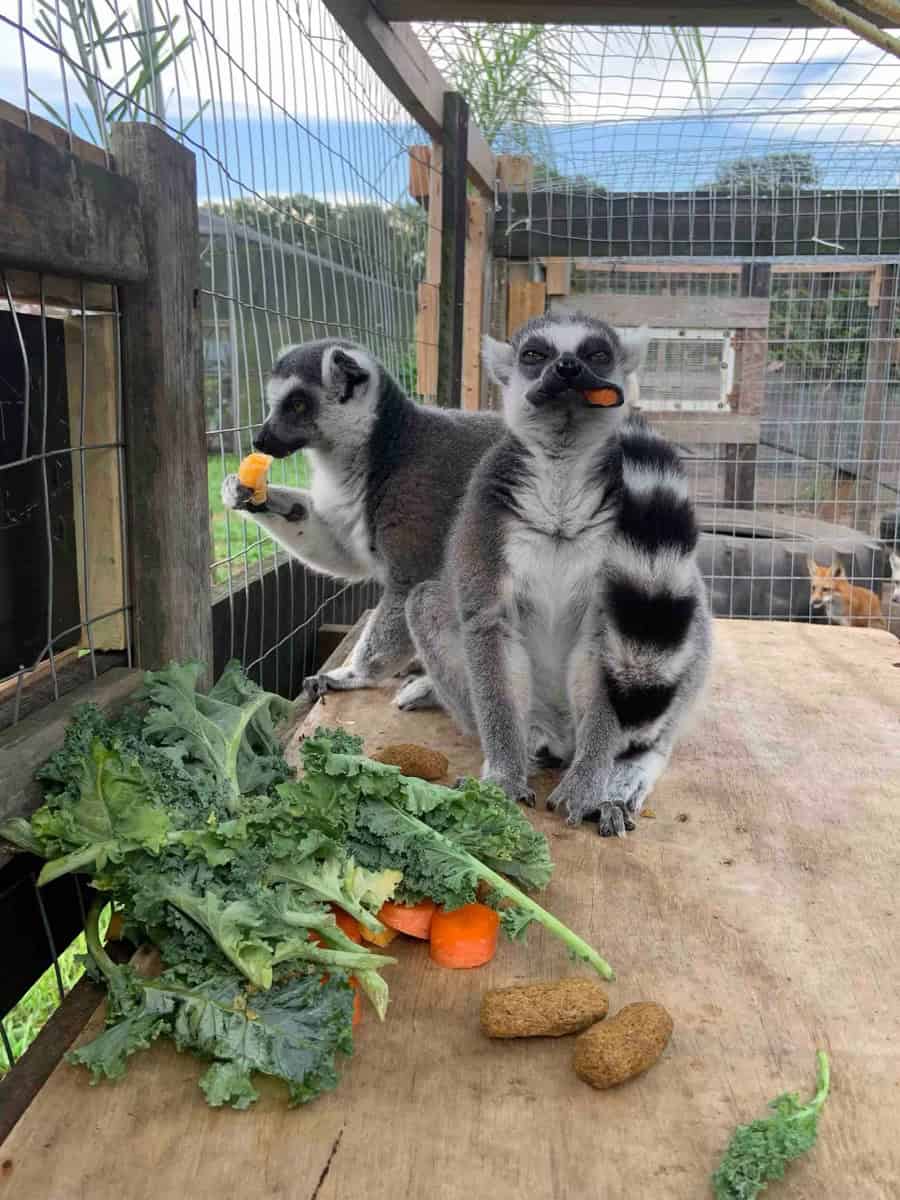 Resident Lemurs at the Duck Haven Tiny House & Wildlife Sanctuary – Dade City, FL