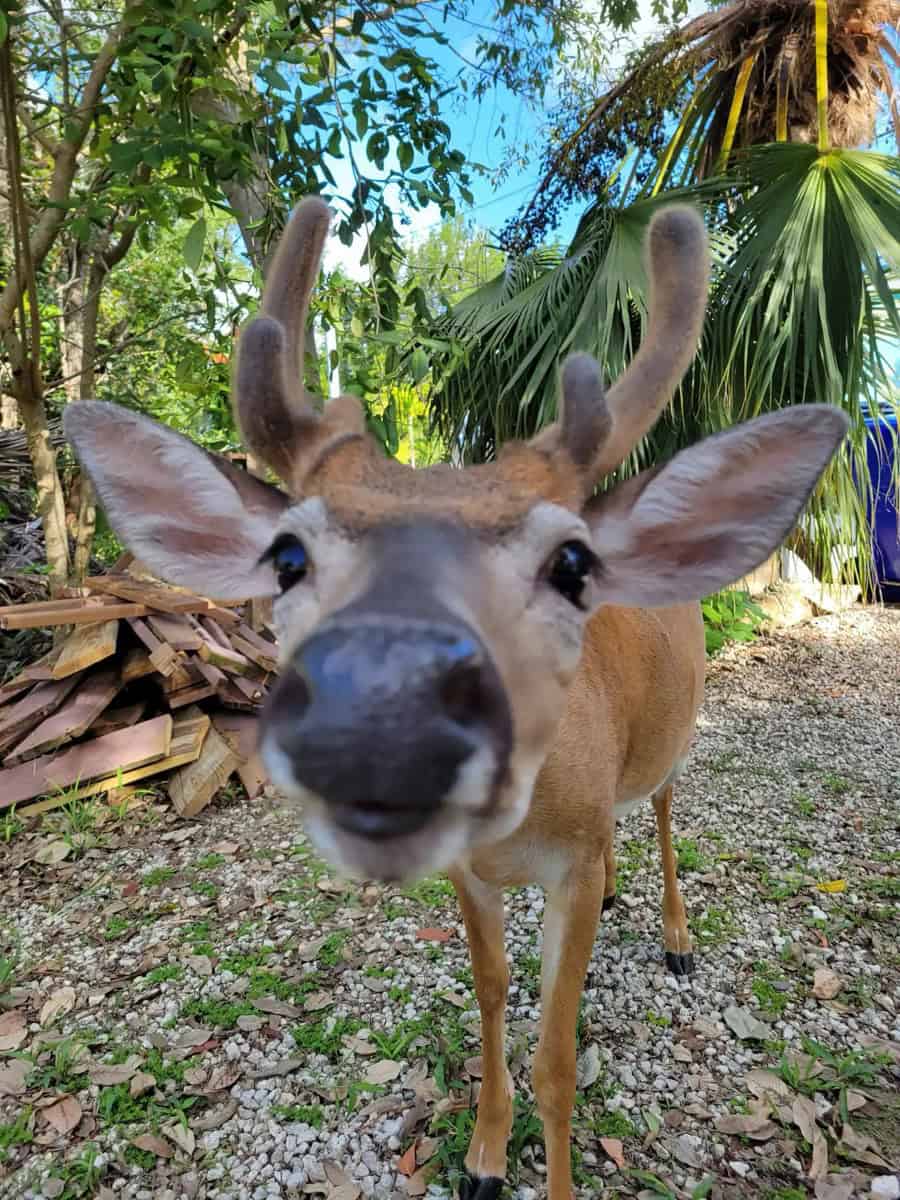 Sunshine Key Tiny House (Near Key West) – Big Pine Key, FL Key Deer