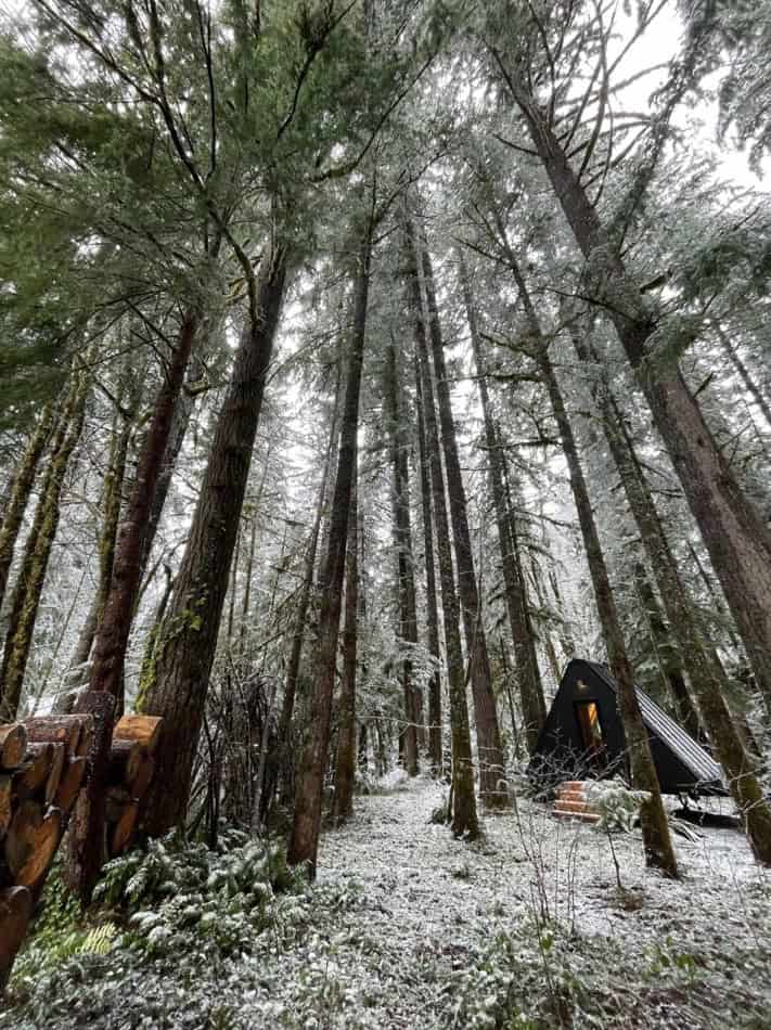 Tiny house nestled among tall trees in a lush forest setting.