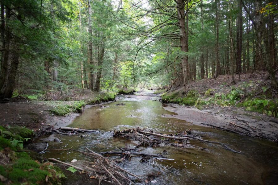 Serene forest stream at Pines Cabin, surrounded by lush greenery and tall trees.