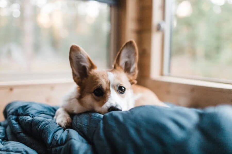 Adorable dog resting on a cozy bed inside a tiny cabin in Florida.