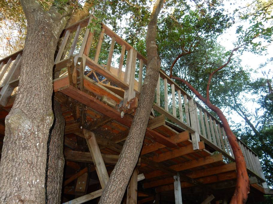 Mushroom dome cabin nestled in redwood and oak forest setting