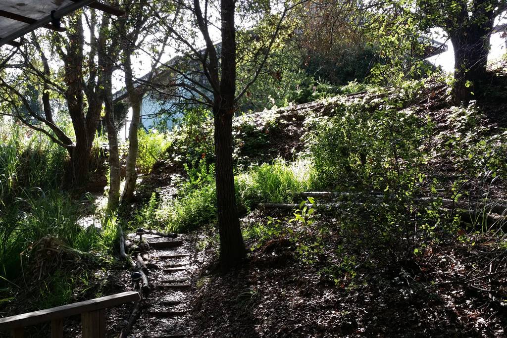 Property view showing mix of oak and redwood trees