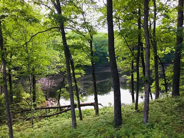 Lake view tiny house surrounded by lush green trees.