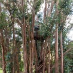 cabin treehouse