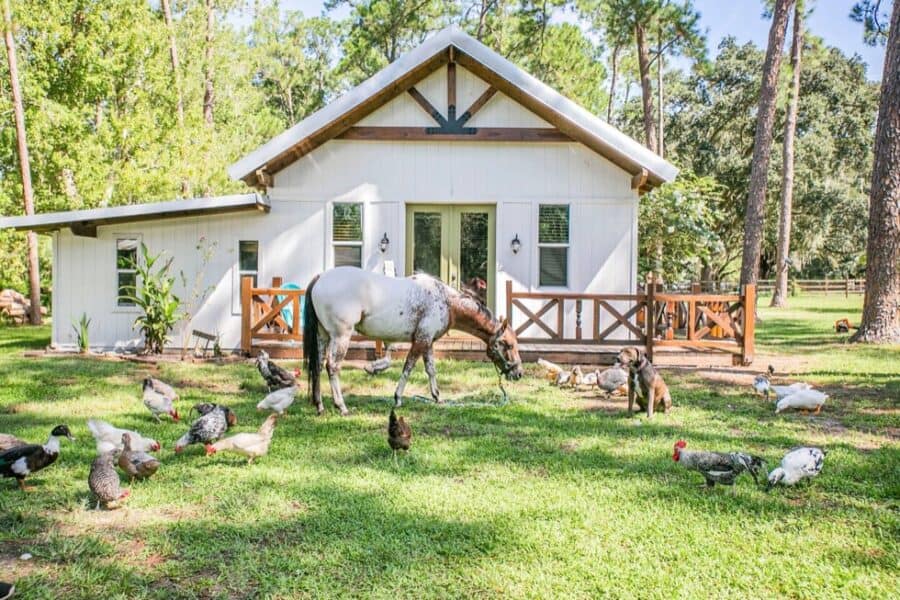 Charming tiny farm cottage with a white exterior, surrounded by chickens and a horse, set in lush gr.