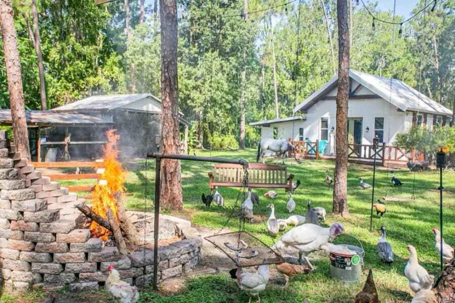 Charming tiny farm cottage surrounded by ducks and lush greenery in Zephyrhills, Florida.