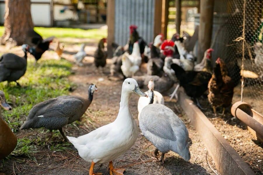 Birds and chickens in a cozy farmyard setting.