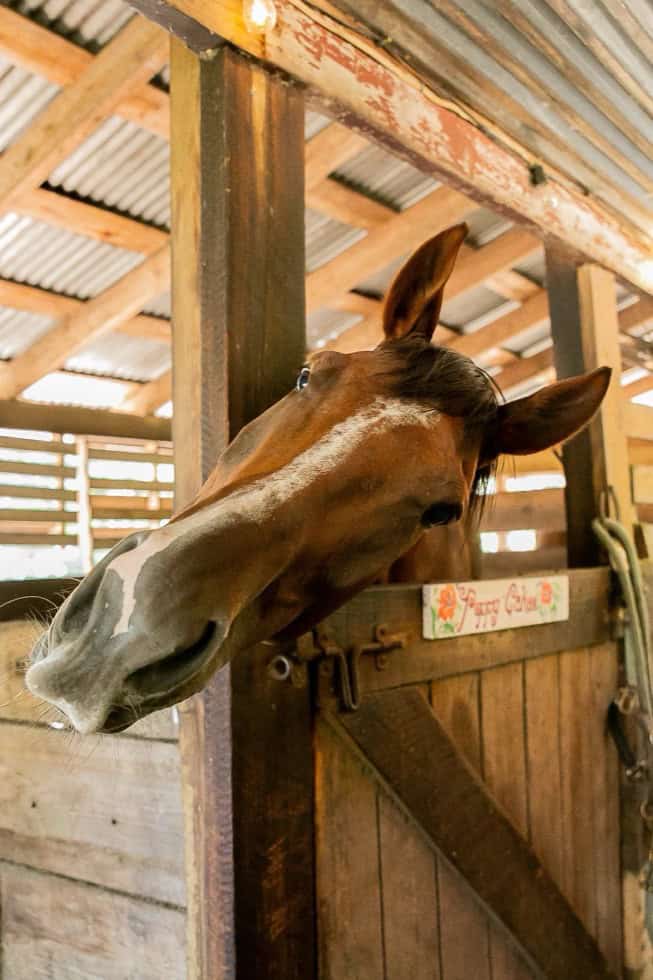 Friendly horse peeking out from a rustic stable at Little Farm Cottage, Zephyrhills, Florida.