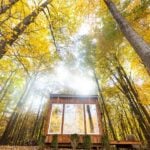 Adler Cabin in autumn woods at Fernwood Hills: small wood cabin with three tall front windows under a gold canopy