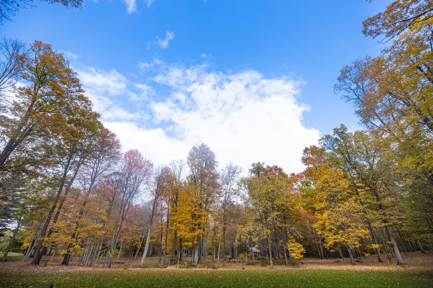 Autumn clearing and tall trees on the forty acres at Fernwood Hills in Komoka