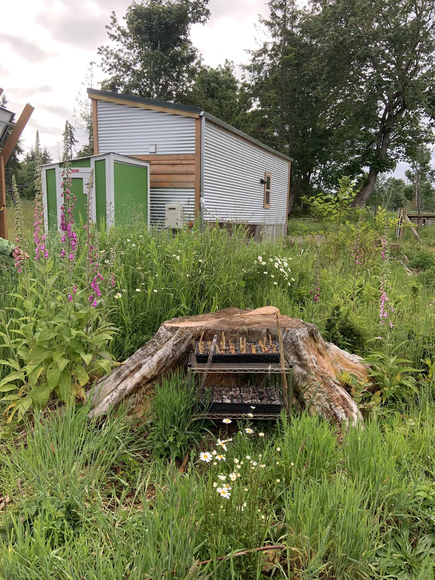 Tiny house with mixed wood and corrugated metal siding in a tall wildflower meadow, a weathered stump and seedling trays in the foreground, green shed and solar rack beyond