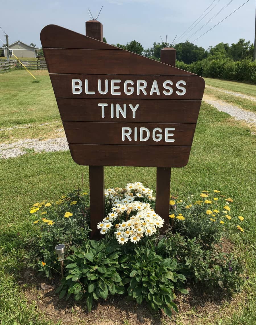 bluegrass_tiny_ridge_Pk6IZ
