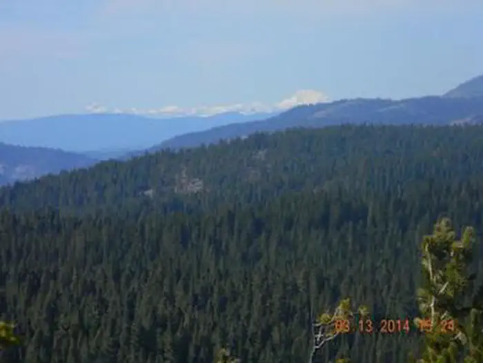 High view over a dense evergreen canopy and rolling forested ridges to snow-capped peaks under a pale blue sky
