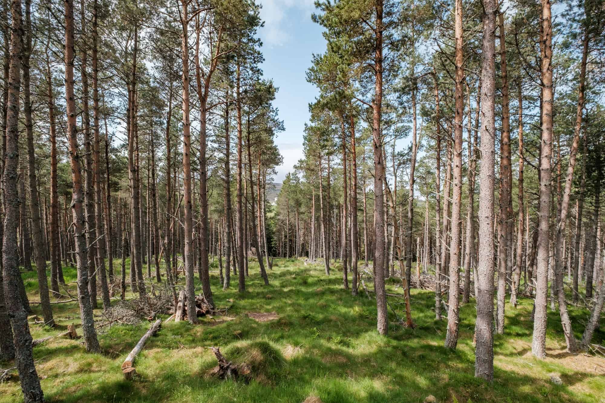 Tall Scots pines and grass in a sunlit Cairngorms forest, looking through the trees toward distant hills