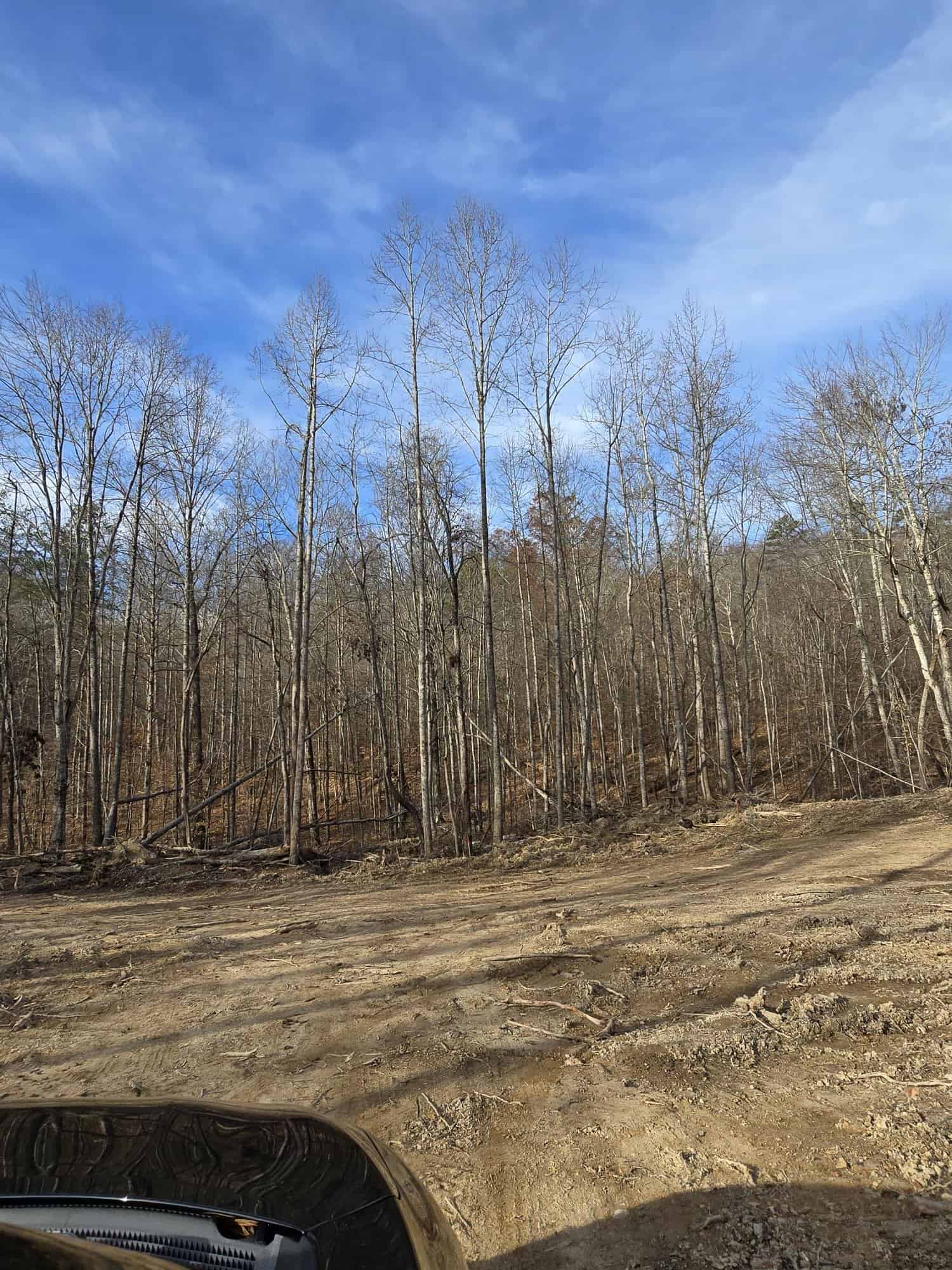 Cleared light-brown earth with tire ruts opening onto a dense stand of bare trees under a blue sky at Cottages at Timber Crest in Bean Station, Tennessee