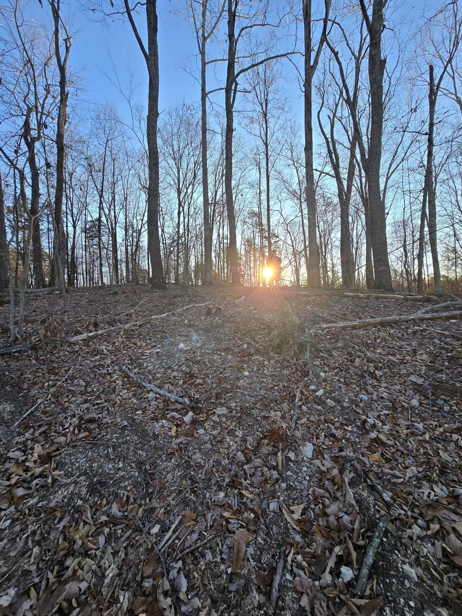 Low-angle view up a leaf-covered slope to bare trees with the sun bursting between two trunks at Cottages at Timber Crest in Bean Station, Tennessee