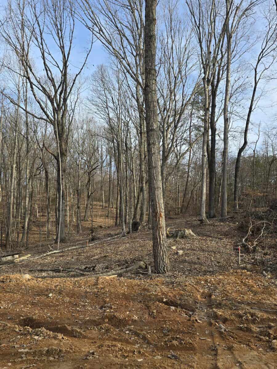 Wooded lot with reddish turned earth, dry leaves, orange-topped survey stakes, and bare deciduous trees against a pale blue sky at Cottages at Timber Crest in Bean Station, Tennessee