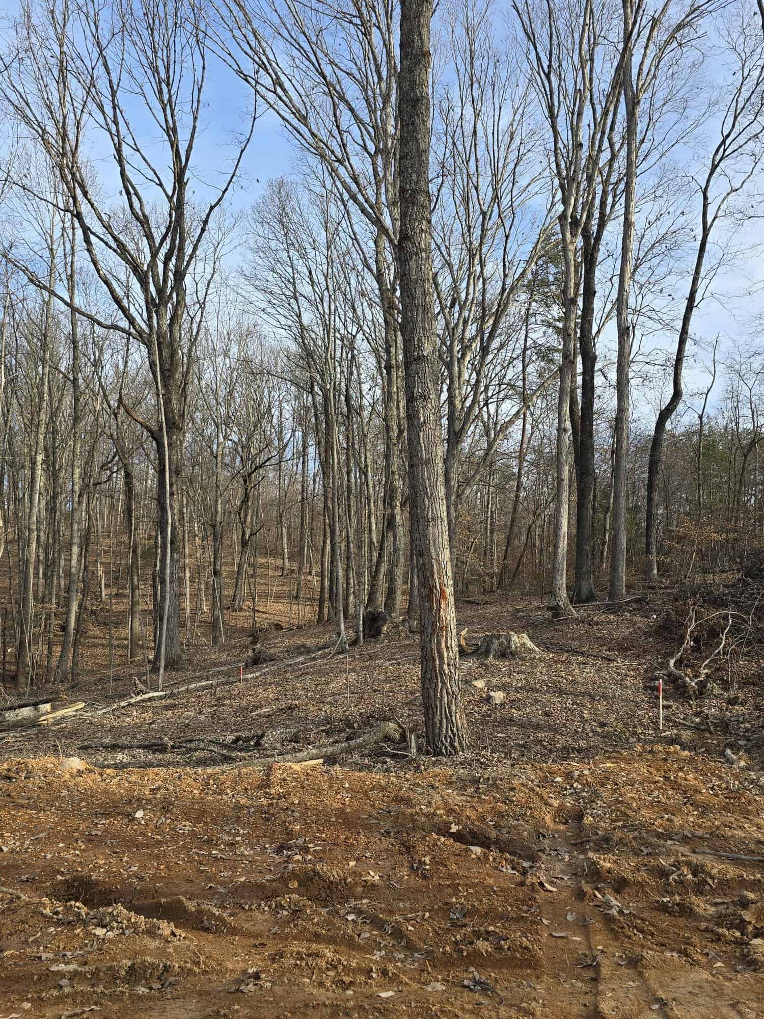 Wooded lease lot with survey stakes at Cottages at Timber Crest