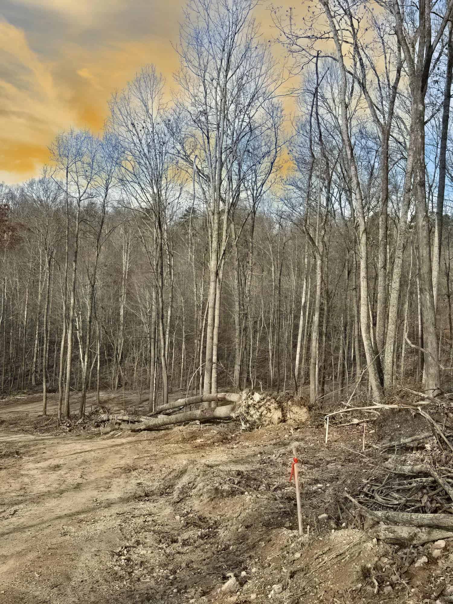 Cleared lot with an orange-ribboned survey stake, piled brush, fallen trunks, and bare woods under a warm sky at Cottages at Timber Crest