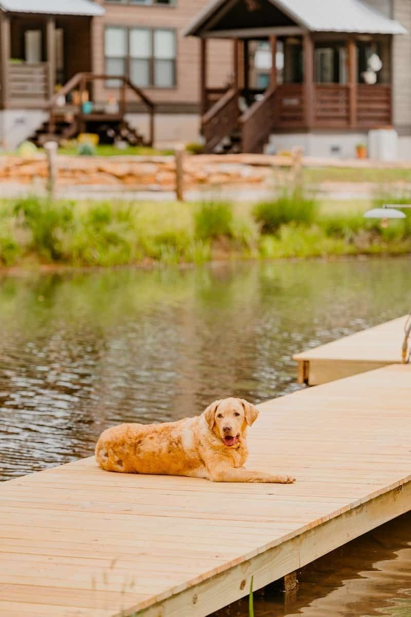 A golden retriever lies on a wooden dock by a pond, with cottages and a fountain behind