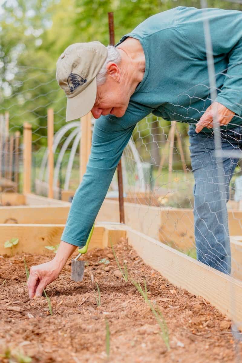 A man in a cap bends over to plant seedlings in a raised garden bed