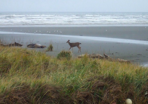 deer on beach