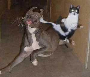 Funny Pic of Cat Jump Kicking Dog