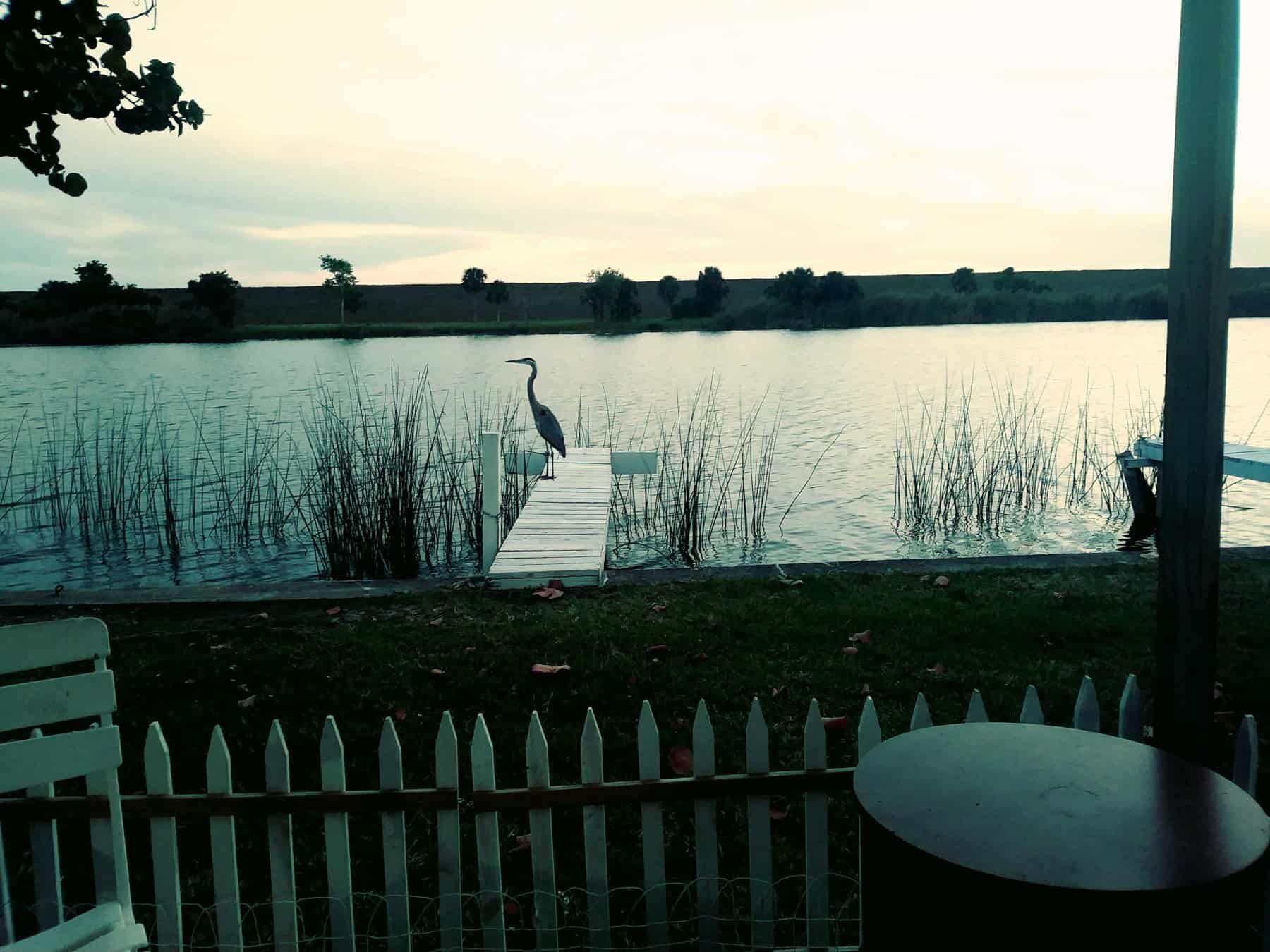 Wooden dock and a heron on the canal seen past a white picket fence